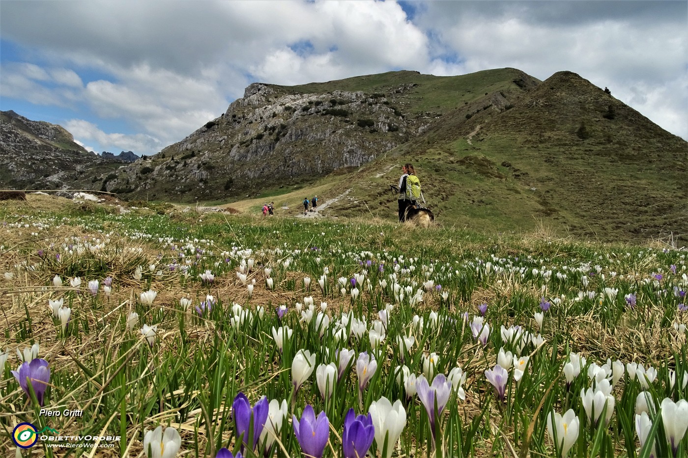 69 Tra fioriture di crocus verso Cima di Piazzo.JPG